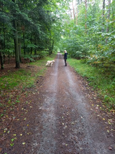Untere Allerniederung bei Boye