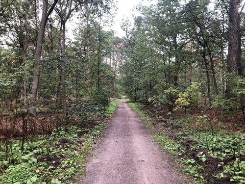Auf Försterswegen durch den Grunewald
