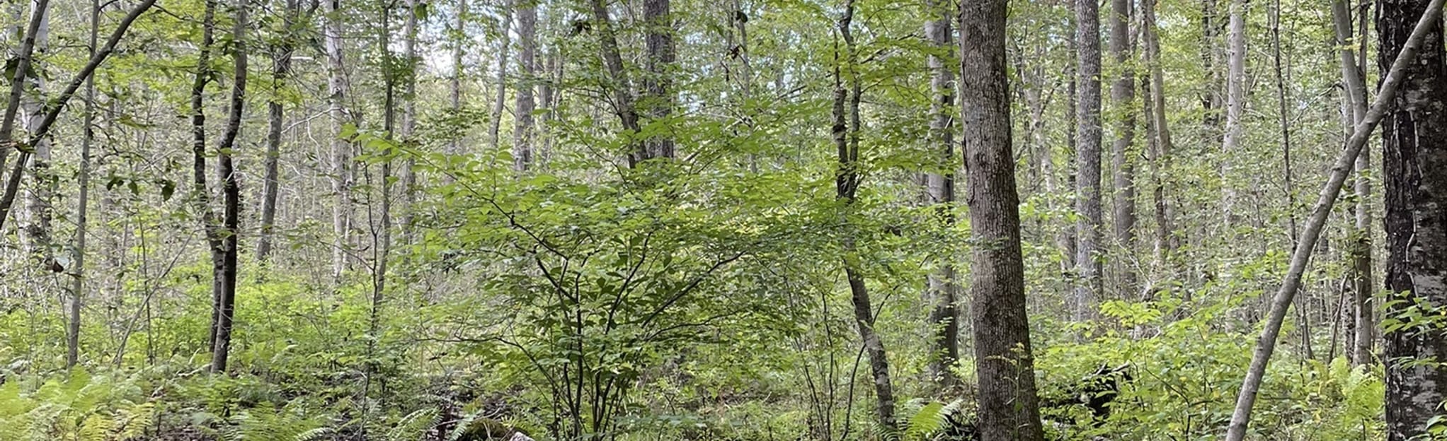 Jefferson Woods Trail, Connecticut 21 Reviews, Map AllTrails