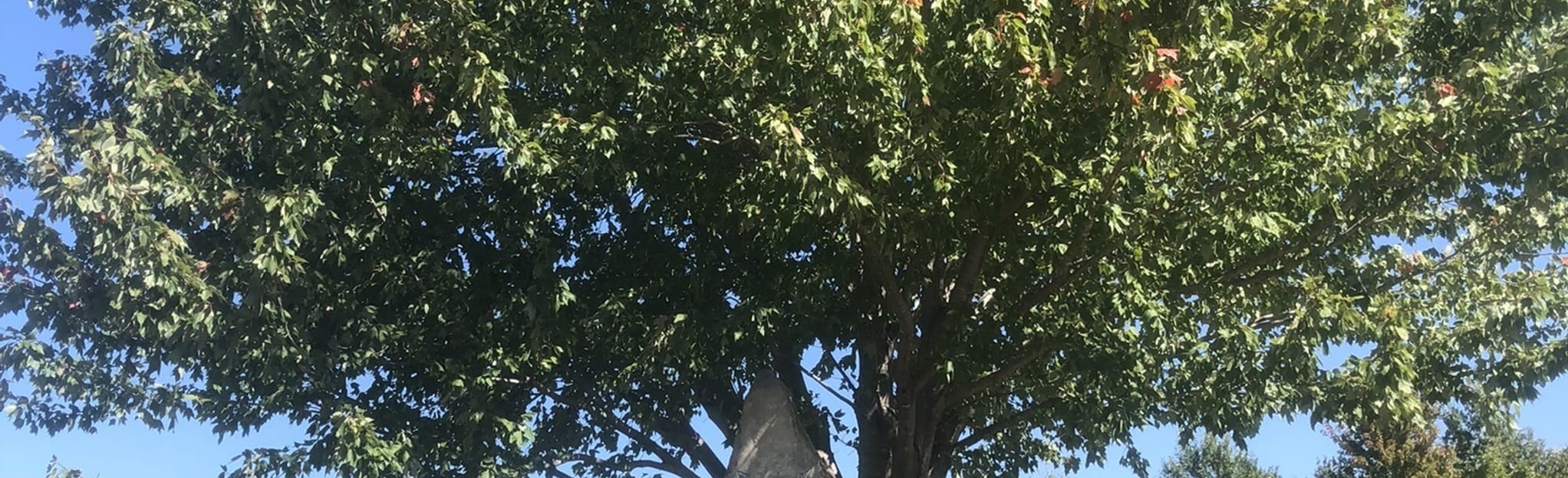 Iliff Commons Hiking Trail 186 Reviews, Map Kansas AllTrails