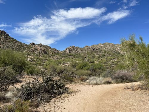 Best 10 Hikes and Trails in McDowell Sonoran Preserve | AllTrails