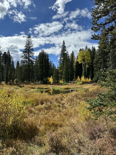 2023 Best 10 Wildlife Trails in Grand Mesa National Forest | AllTrails