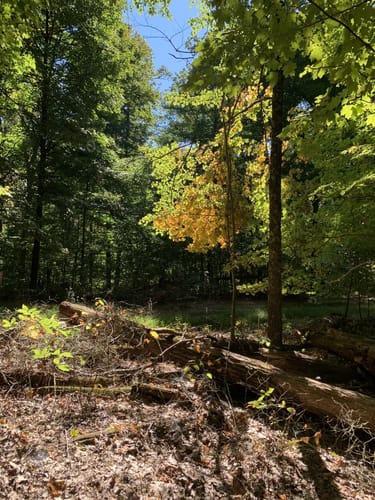 Escape to Nature's Embrace: Your Guide to Indiana's Clark State Forest