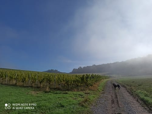 Steigerwald Panoramaweg Etappe 7: Michelau - Eschenau