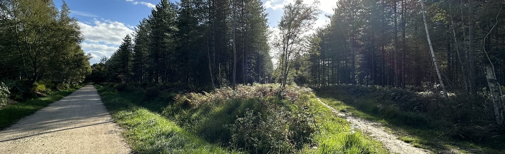Bois du PetitVal, Forêt de NotreDame ValdeMarne, France AllTrails