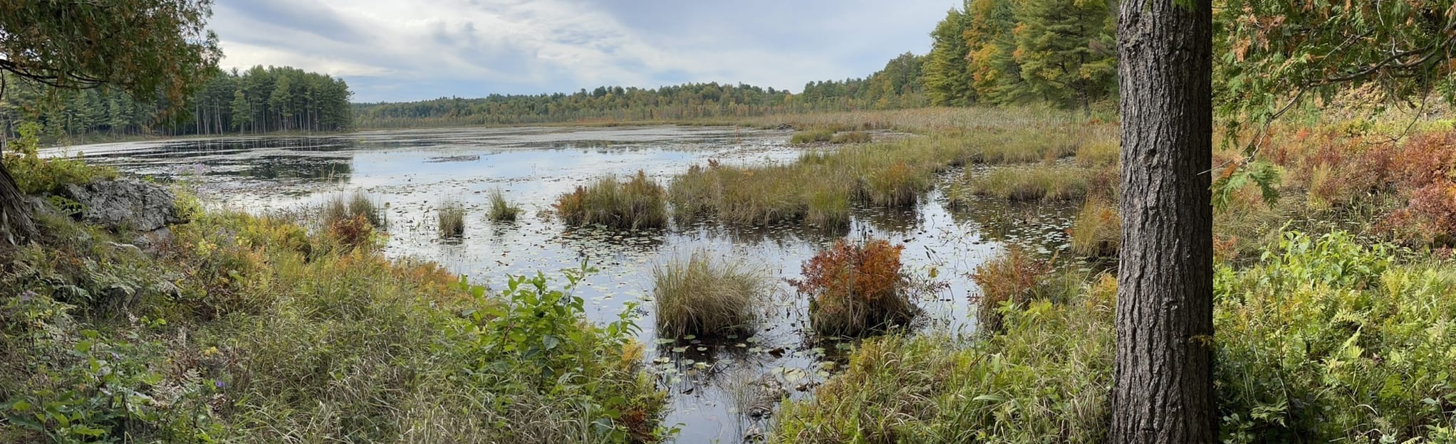 Grass Lake Overlook, North Ridge, and Sugar Shack Trails Loop 225 foto New York AllTrails