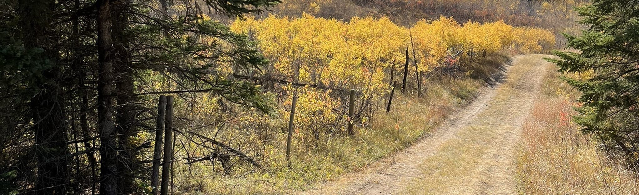 Beaverlodge, Big Spruce, Hawk Hideaway, and Trails Loop