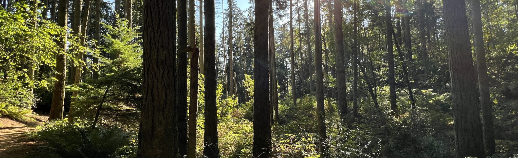 Landtrust, Techmo, North, Dump Run, Grinder, Fir Hill Loop 38 Reviews