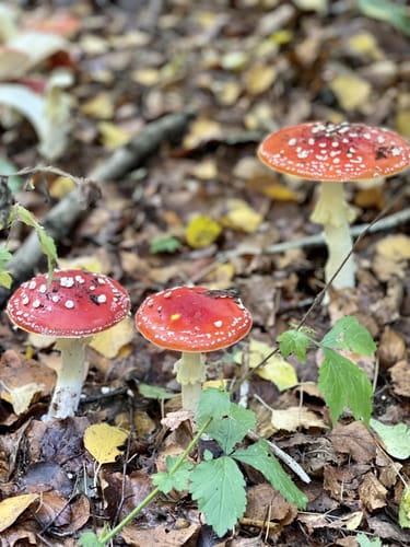 Runde in den Fröruper Bergen
