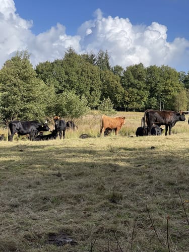 Runde in den Fröruper Bergen
