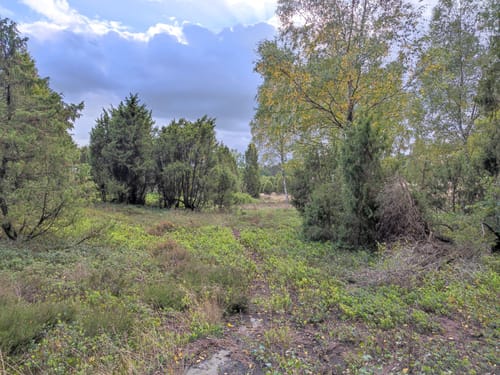 Rund um die Heideflächen mittleres Lüßplateau
