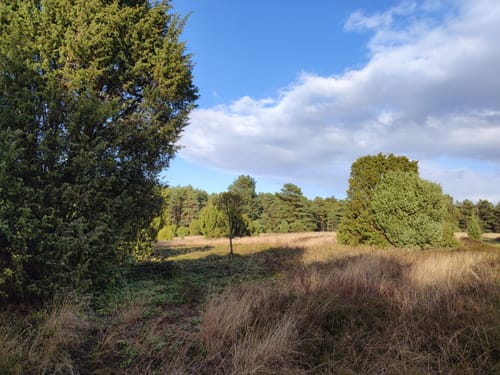 Rund um die Heideflächen mittleres Lüßplateau