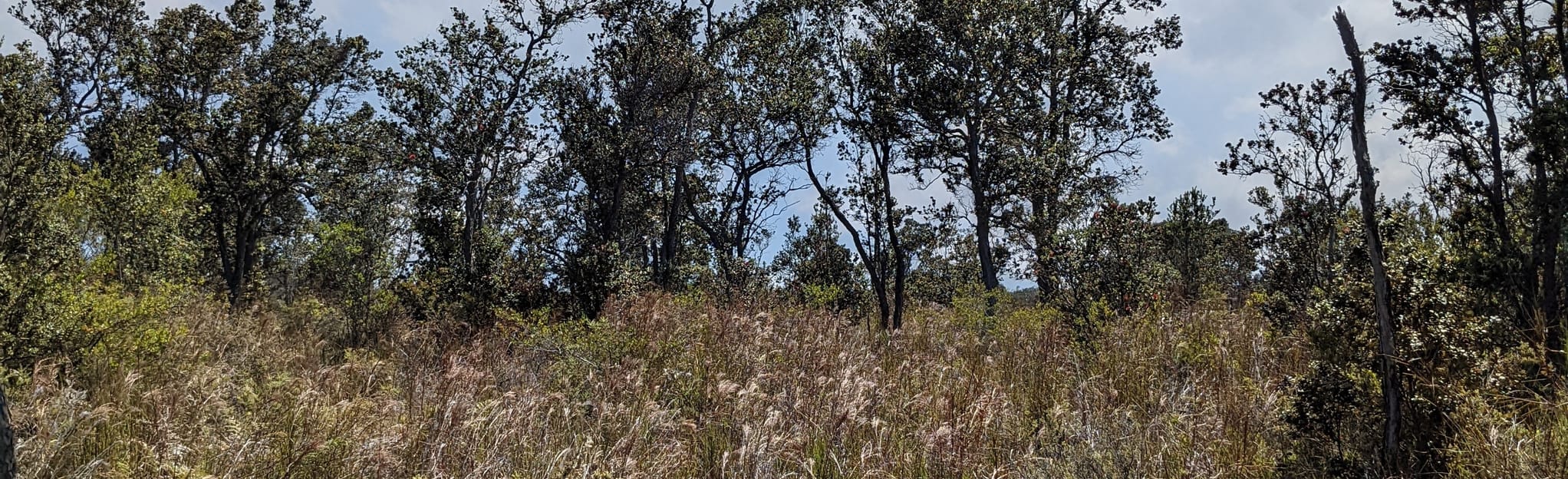 Mauna Loa Lava Tree Molds, Hawaii, Hawaii 45 Reviews, Map AllTrails