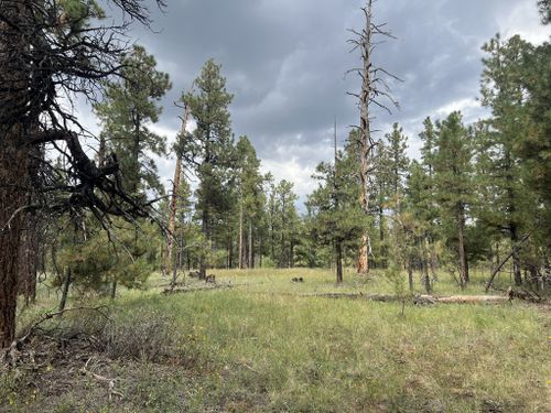 2023 Best 10 Trails and Hikes in Flagstaff | AllTrails