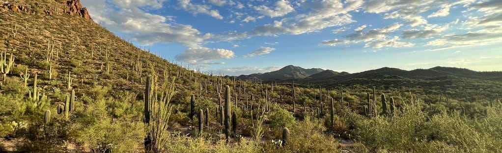 Parque Nacional Saguaro