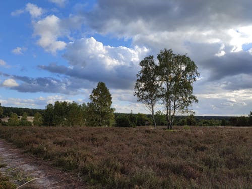 Rund um die Heideflächen mittleres Lüßplateau
