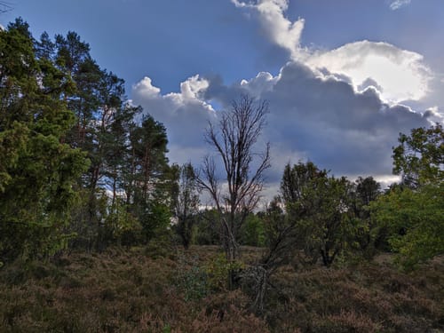 Rund um die Heideflächen mittleres Lüßplateau