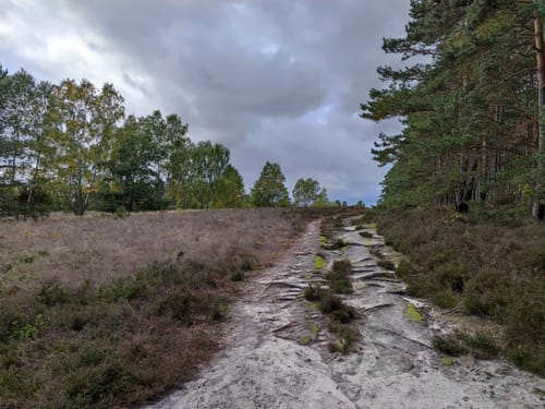 Rund um die Heideflächen mittleres Lüßplateau
