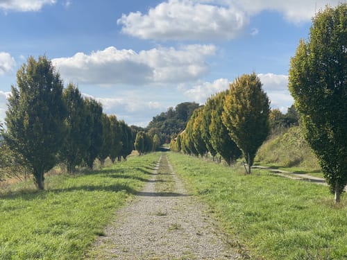 Zur Nellenburg und Ausblick Seeschau