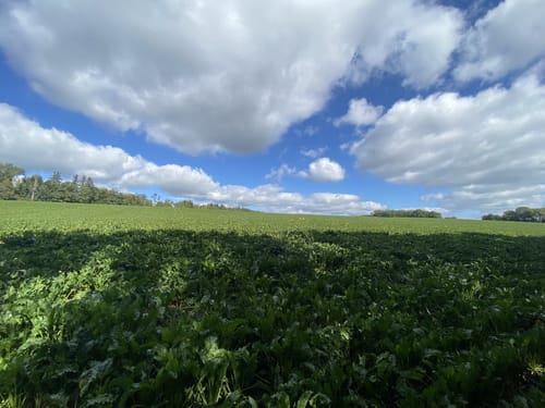 Zur Nellenburg und Ausblick Seeschau