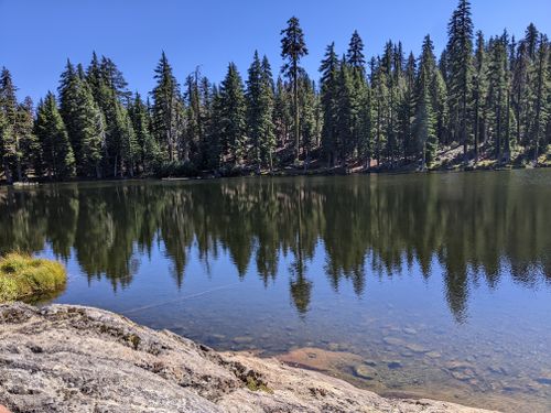 are dogs allowed at klamath national forest