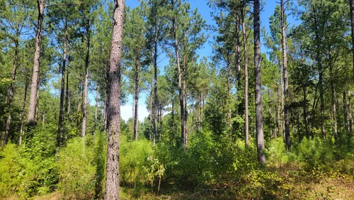 Best Hikes and Trails in Bartram Forest | AllTrails