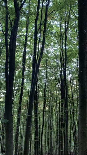 Pälzer Keschdeweg Etappe 2: Annweiler - Albersweiler