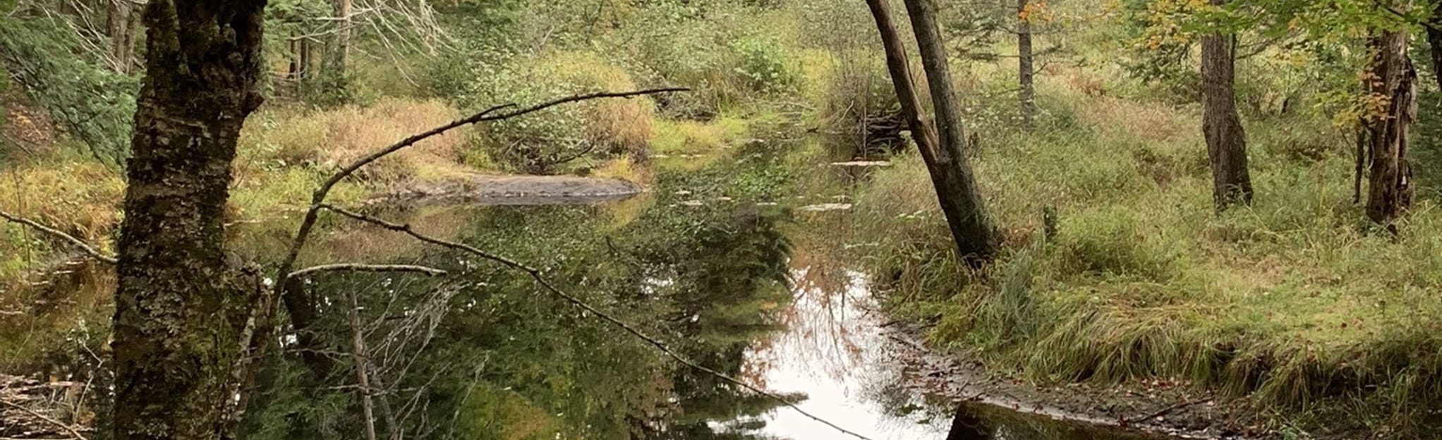 Gibson Preserve Nature Trail 7 fotos Maine AllTrails