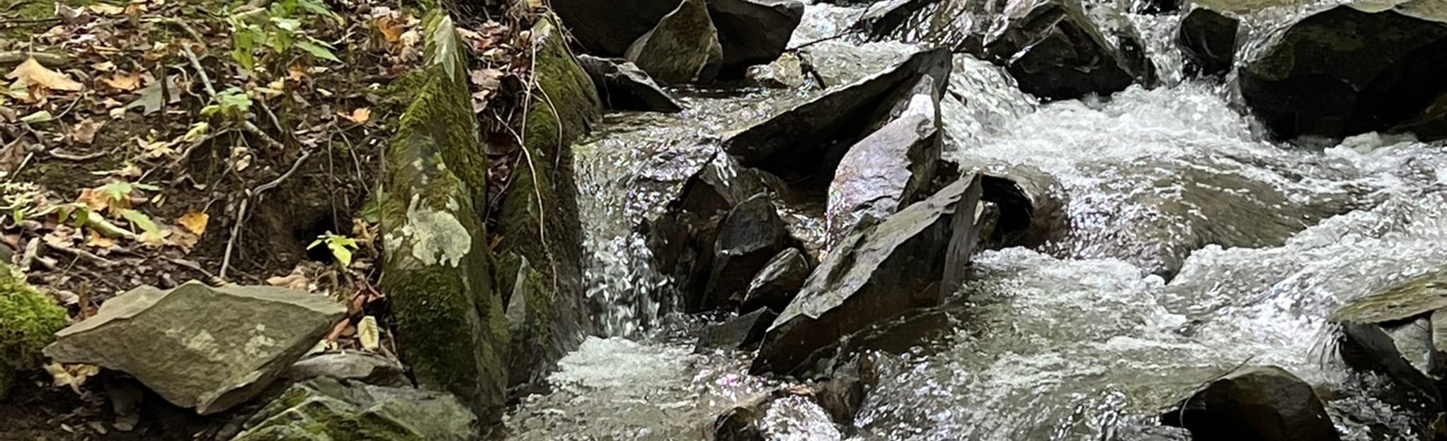 Shamokin Nature Trail, Virginia 81 Reviews, Map AllTrails