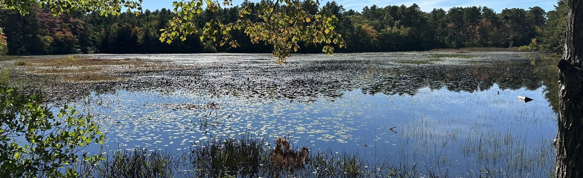 Cranberry Bog Loop 239 Reviews, Map New York AllTrails
