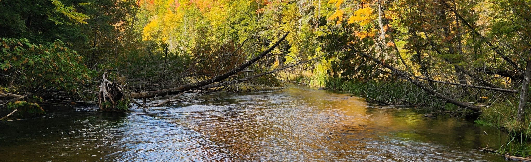 Platte River Paddle Trip, Michigan 25 Reviews, Map AllTrails