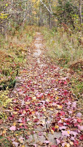 Best Hikes and Trails in Scenic State Park | AllTrails