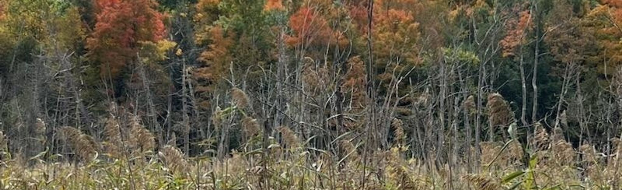 Woodchuck Hill Loop, New York 133 Reviews, Map AllTrails