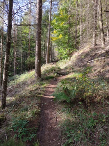 Von Erlenbrunn zum Rodalb-Ursprung