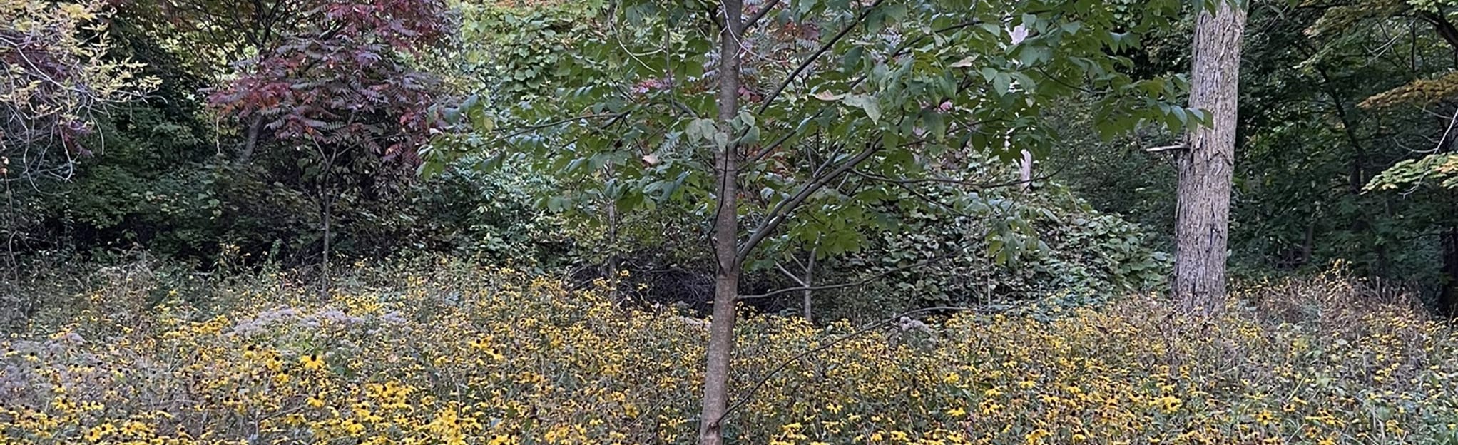 Kettle Moraine Scenic Drive Kettle Moraine State Forest Wisconsin