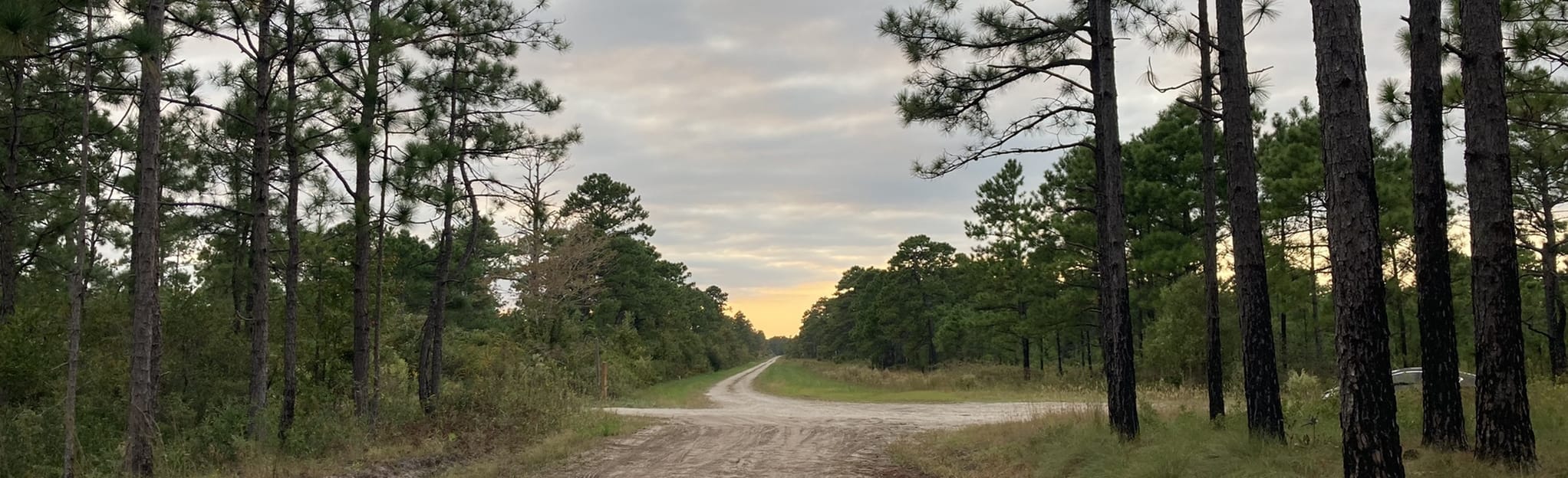 Holly Shelter Loop 39 Reviews, Map North Carolina AllTrails
