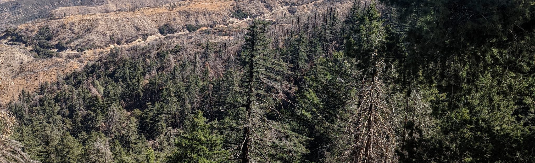 Sawmill Campground Loop via Pacific Crest Trail California AllTrails
