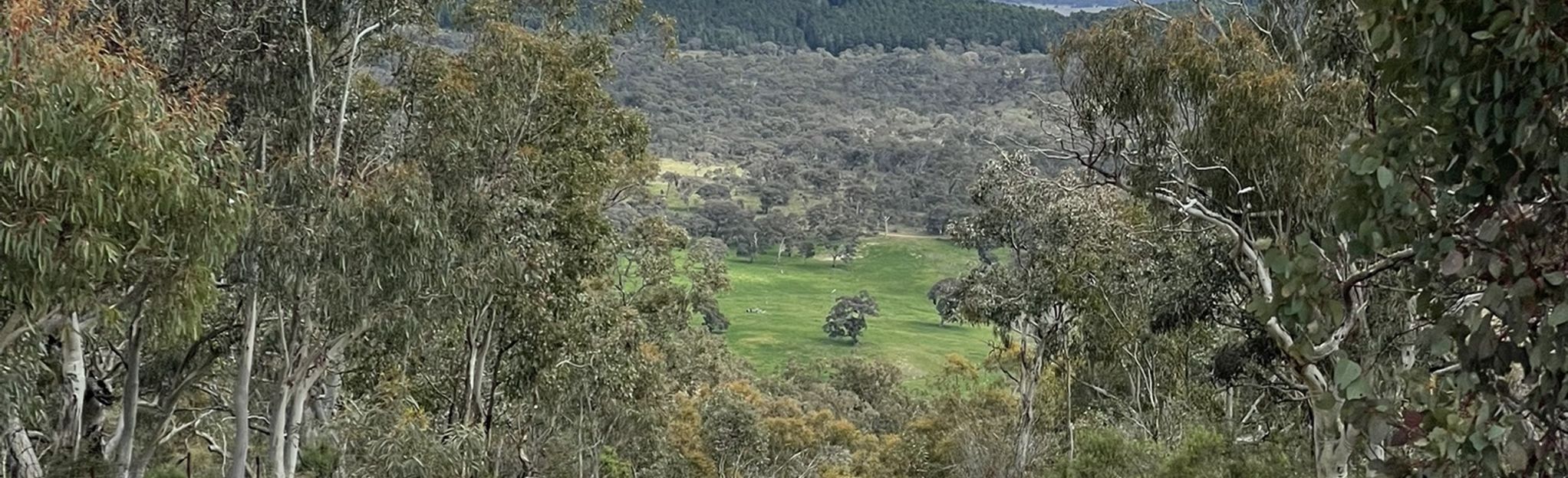 Mount Reedy and Provost Stump Circuit: 10 Reviews, Map - Australian