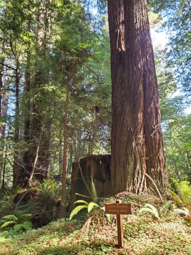 are dogs allowed in navarro river redwoods state park ca