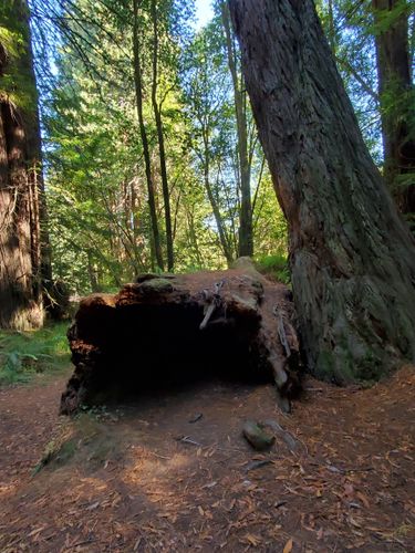 are dogs allowed in navarro river redwoods state park ca