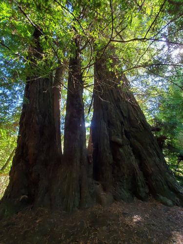 are dogs allowed in navarro river redwoods state park ca