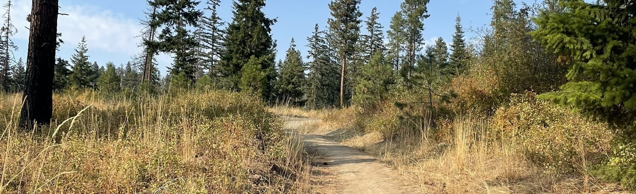 Cle Elum Ridge via Crooked Tree Trail 143 Reviews, Map Washington