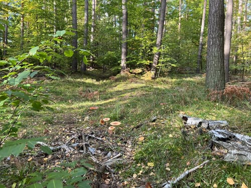 Wandlitzsee - Liepnitzsee - Waldsiedlung