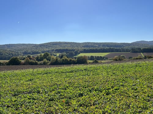 Spessartbogen Etappe 1: Langenselbold - Horbach