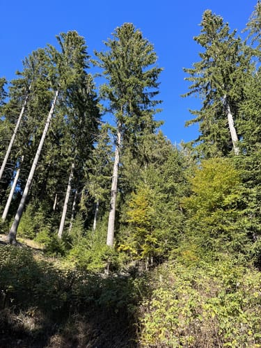 Gipfelwanderweg ab Goldlauter