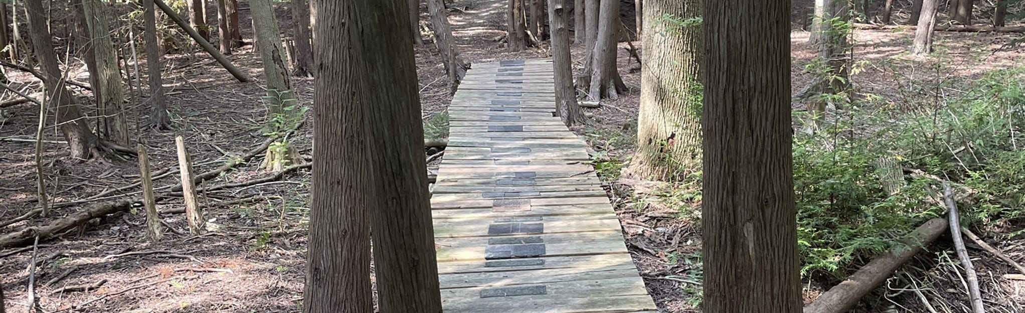 Bayfield Woodland Trail 126 Reviews, Map Ontario, Canada AllTrails