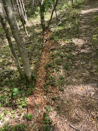 Best Hikes and Trails in Blandings Park Wildlife Sanctuary | AllTrails