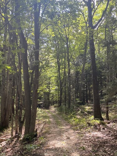 Best Hikes and Trails in Blandings Park Wildlife Sanctuary | AllTrails