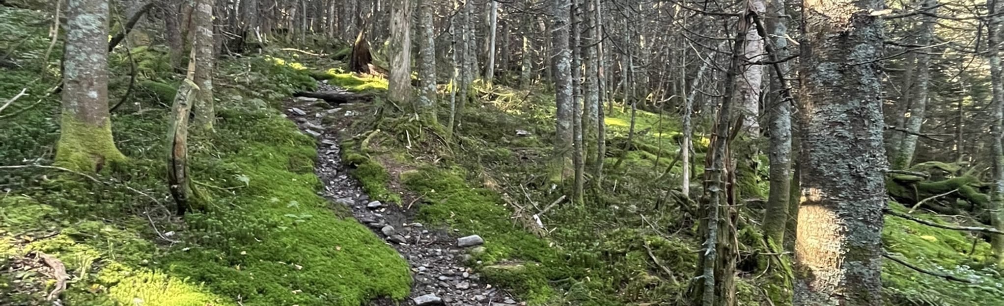 Emily Proctor Trail | Mapa, Roteiro - Vermont | AllTrails