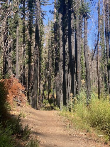 2023 Best 10 Waterfall Trails in Big Basin Redwoods State Park | AllTrails